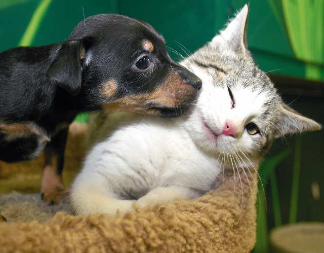 Dog & Cat